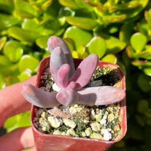 Pachysedum Ganzhou Live Succulent Plant – Pink, Cute, Easy Care, 2" Pot - Image 1