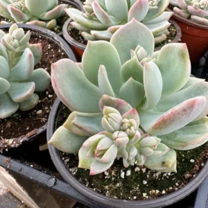 Pachyveria Draco Pink Succulent Live Plant 4'' Pot Indoor/Outdoor - Image 10