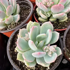 Pachyveria Draco Pink Succulent Live Plant 4'' Pot Indoor/Outdoor - Image 5