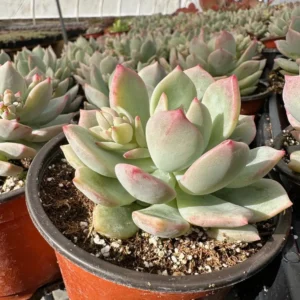 Pachyveria Draco Pink Succulent Live Plant 4'' Pot Indoor/Outdoor - Image 7