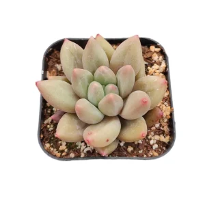 Pachyveria Red Angel's Finger Succulent Plant – Live Succulent – Easy Care - Image 3