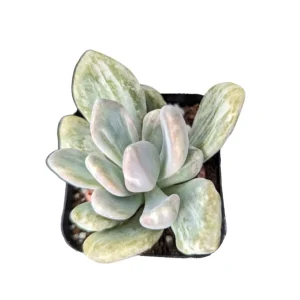 Pachyveria Variegata Live Succulent Plant - Easy Care Indoor/Outdoor - Image 2