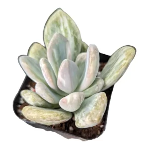 Pachyveria Variegata Live Succulent Plant - Easy Care Indoor/Outdoor - Image 3