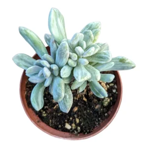 Pachyveria Variegata Live Succulent Plant - Easy Care Indoor/Outdoor - Image 1