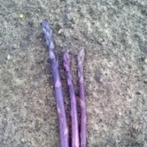Pacific Purple Asparagus Crowns - 10 Organically Grown 2 Year Bare Root Plants - Image 1
