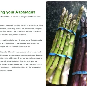 Pacific Purple Asparagus Crowns - 10 Organically Grown 2 Year Bare Root Plants - Image 7