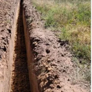 Pacific Purple Asparagus Crowns - 5 Bare Root Plants - 2 Year Old - Zone 3-10 - Image 7