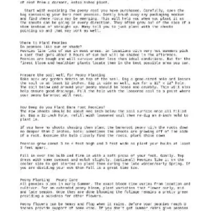 Paeonia 'Honey Gold' Peony Bareroot – Fragrant Creamy White Flowers, Mid-Season - Image 3