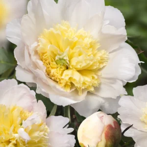 Paeonia 'Honey Gold' Peony Bareroot – Fragrant Creamy White Flowers, Mid-Season - Image 1