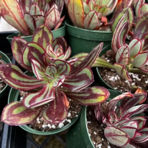 Painted Echeveria Nodulosa Live Plant – Rare Succulent in 4 inch Pot – Indoor/Outdoor - Image 3