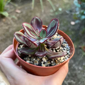 Painted Echeveria Nodulosa Live Plant – Rare Succulent in 4 inch Pot – Indoor/Outdoor - Image 4
