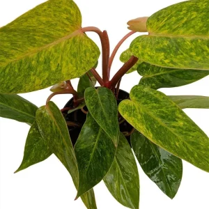 Painted Lady Philodendron Live Plant - Collectors Series 4