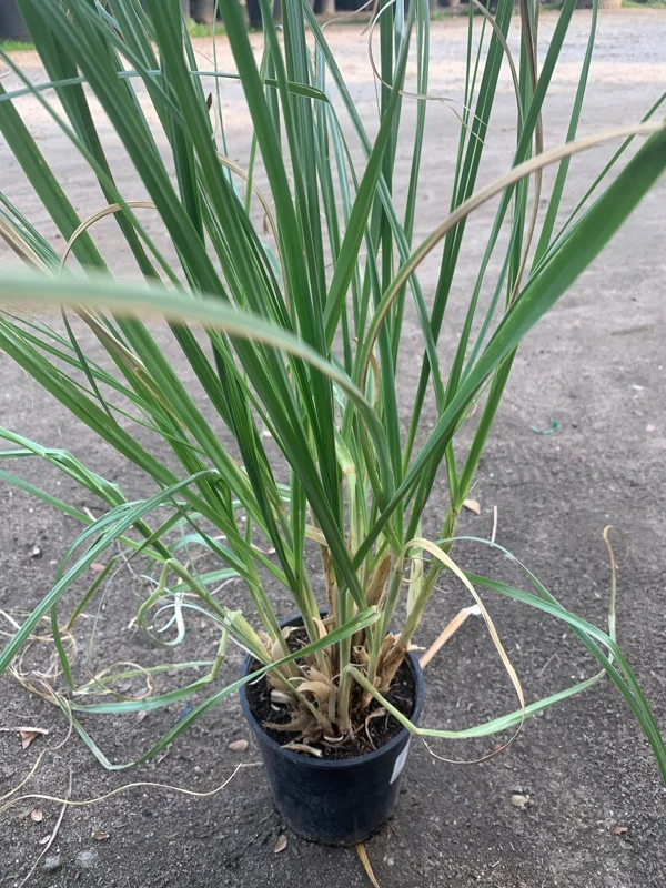 Pampas Grass Live Plant (Cortaderia Selloana) - Ornamental Grass - 1 Gallon Pot - Image 1