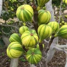 Panache Tiger Fig Tree Live Plant - 2 to 3 Feet Tall - Ships in 3 Gallon Pot - Outdoor Fruit Tree - Image 2