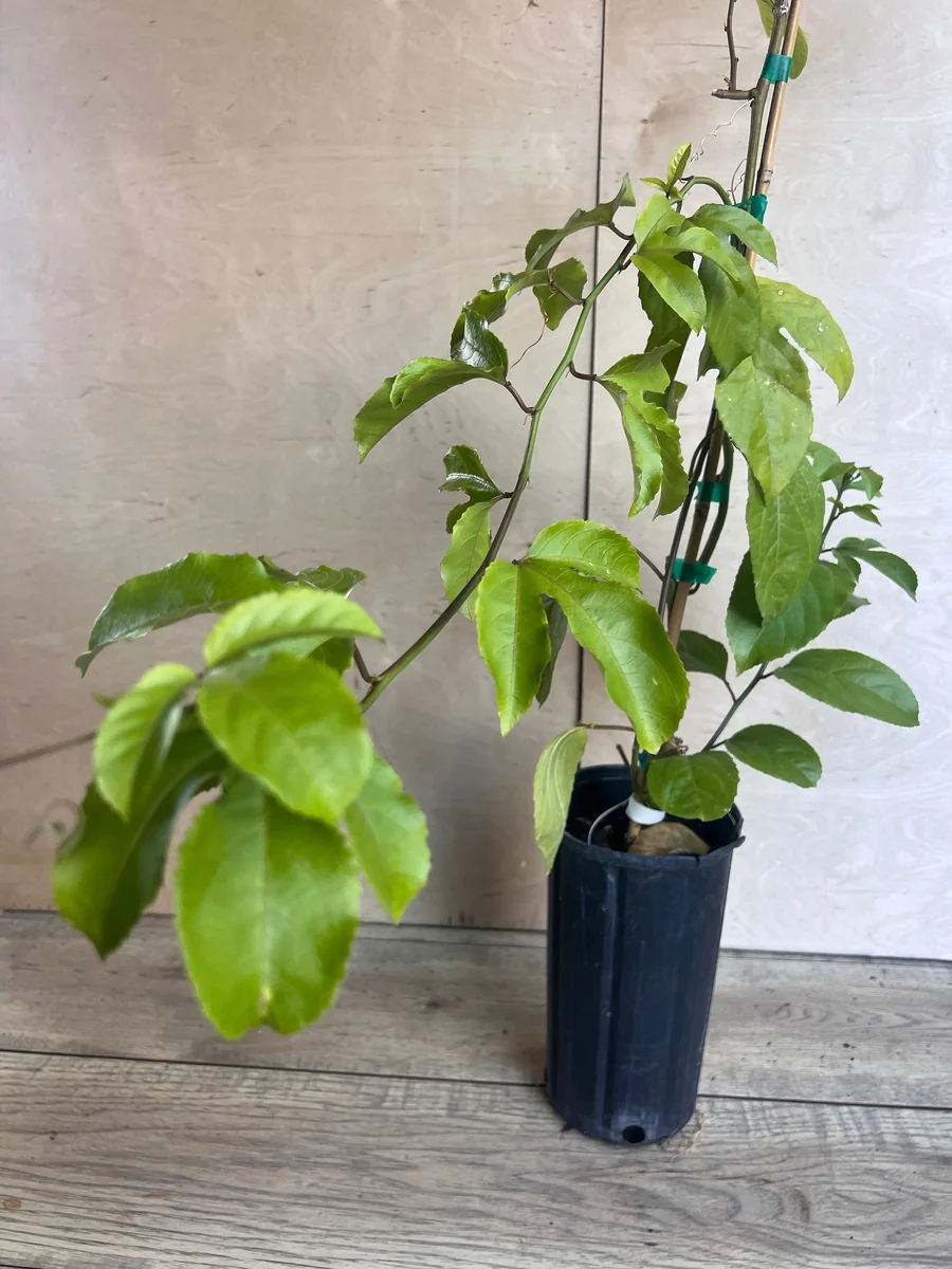 Panama Red Passion Fruit Live Plant - Half Gallon Pot - Tropical Vine - Image 2