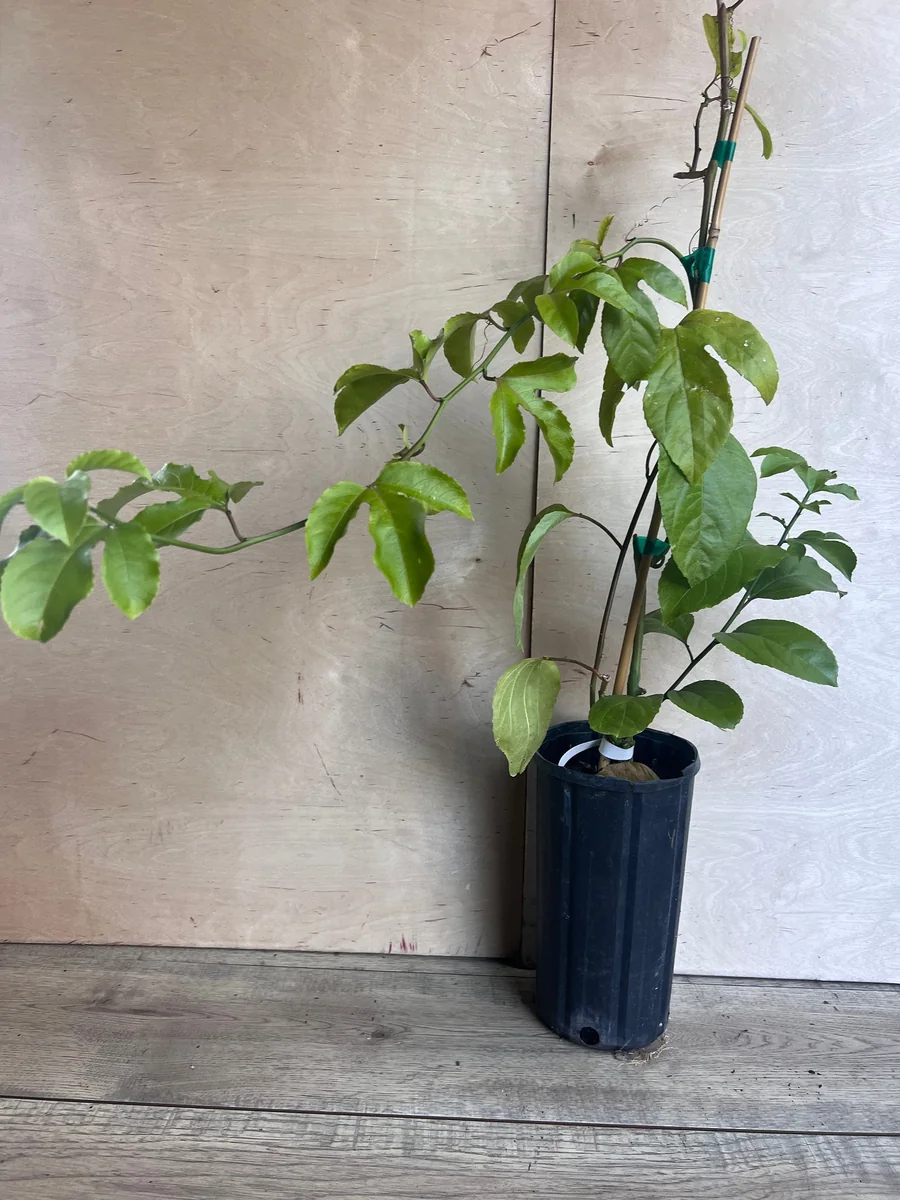 Panama Red Passion Fruit Live Plant - Half Gallon Pot - Tropical Vine - Image 3