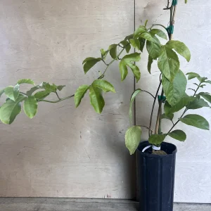 Panama Red Passion Fruit Live Plant - Half Gallon Pot - Tropical Vine - Image 4
