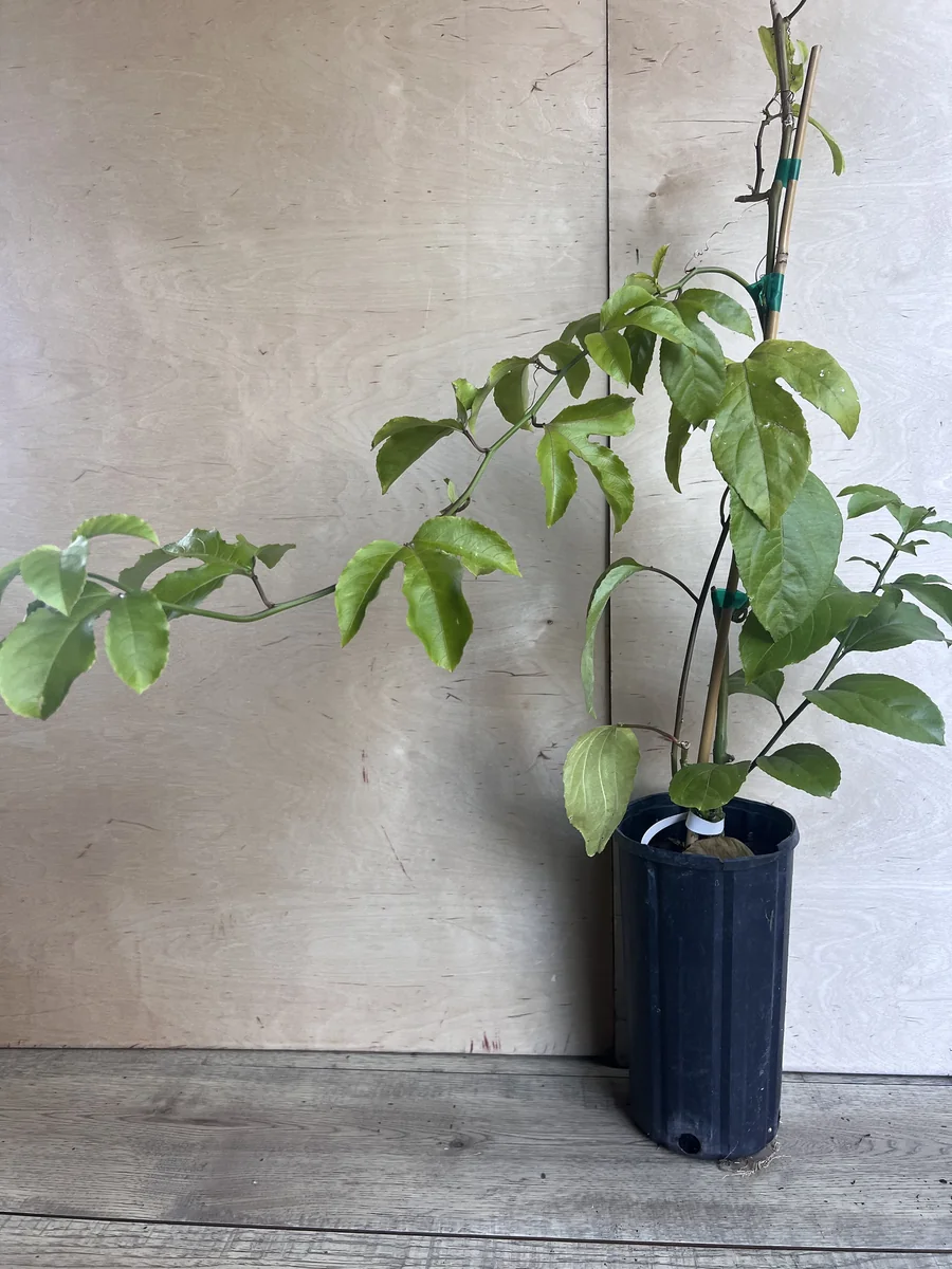 Panama Red Passion Fruit Live Plant - Half Gallon Pot - Tropical Vine - Image 4