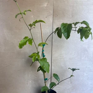 Panama Red Passion Fruit Live Plant - Half Gallon Pot - Tropical Vine - Image 5