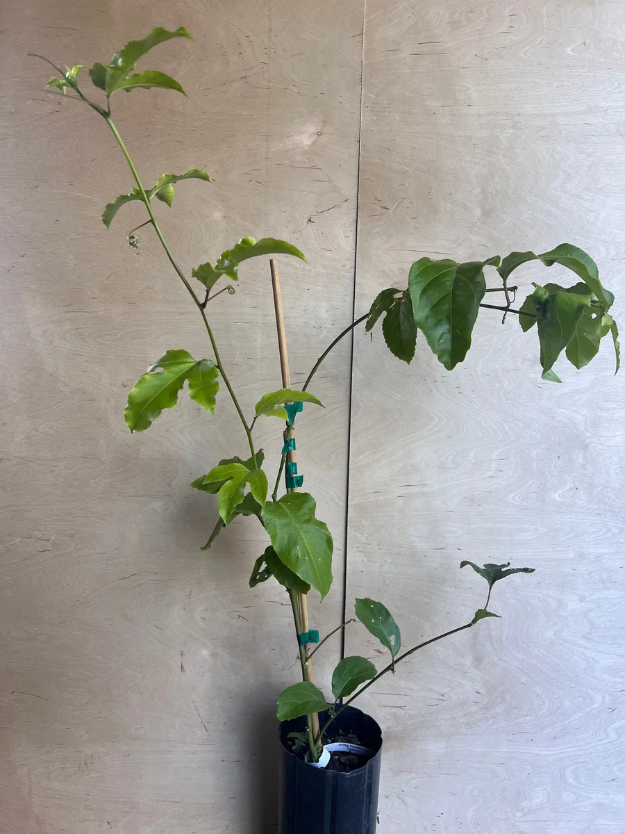 Panama Red Passion Fruit Live Plant - Half Gallon Pot - Tropical Vine - Image 5