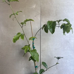 Panama Red Passion Fruit Live Plant - Half Gallon Pot - Tropical Vine - Image 6