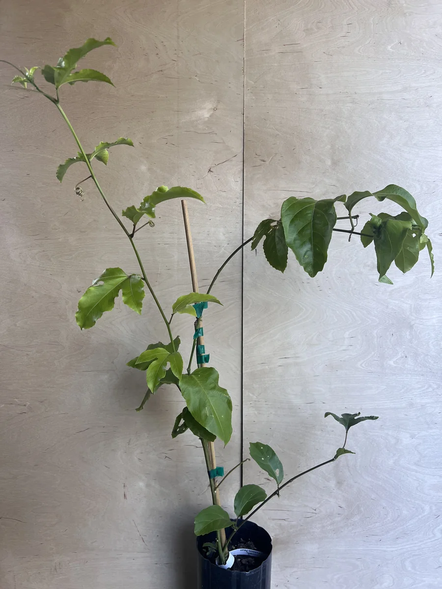 Panama Red Passion Fruit Live Plant - Half Gallon Pot - Tropical Vine - Image 6