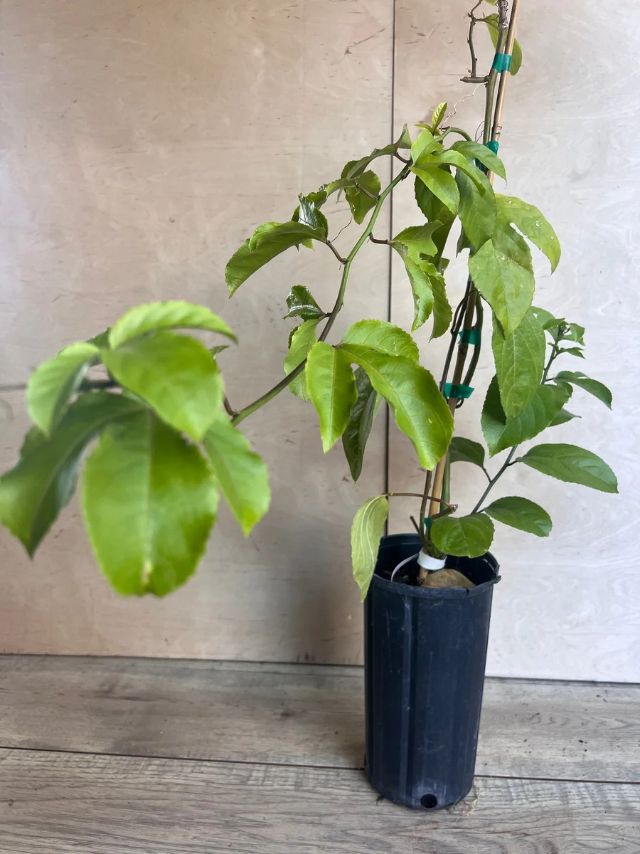 Panama Red Passion Fruit Live Plant - Half Gallon Pot - Tropical Vine - Image 7