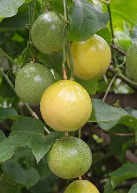 Panama Red Passion Fruit Live Plant - Half Gallon Pot - Tropical Vine - Image 1