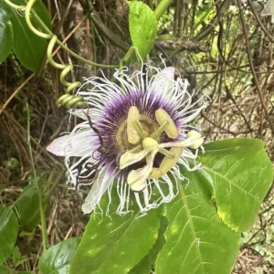 Panama Red Passion Fruit Live Plant – Passiflora edulis – Starter Tropical Vine - Image 7