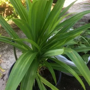 Pandan Leaves Live Plant (Lá Dứa) - Organic, 10-17 inches Tall, Potted - Image 2