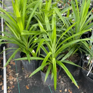 Pandan Live Plant 1-2 Feet Tall – Fragrant Tropical Herb – 1 Gallon Pot - Image 2