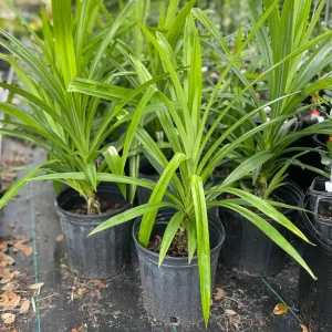 Pandan Live Plant 1-2 Feet Tall – Fragrant Tropical Herb – 1 Gallon Pot - Image 3