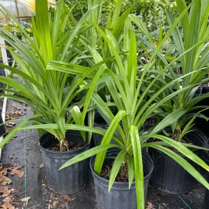 Pandan Live Plant 1-2 Feet Tall – Fragrant Tropical Herb – 1 Gallon Pot - Image 4
