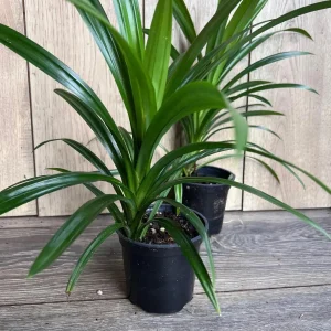 Pandan Live Plant - 4 inch Pot - Aromatic & Culinary Herb - Indoor/Outdoor - Image 2