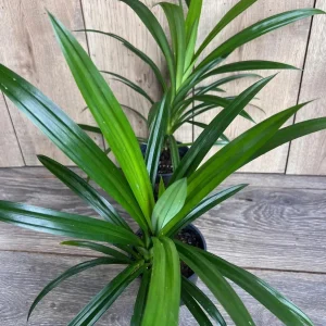 Pandan Live Plant - 4 inch Pot - Aromatic & Culinary Herb - Indoor/Outdoor - Image 4