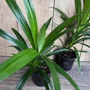 Pandan Live Plant - 4 inch Pot - Aromatic & Culinary Herb - Indoor/Outdoor - Image 5
