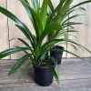 Pandan Live Plant – Culinary & Aromatic – 4 inch Pot – Indoor/Outdoor - Image 1