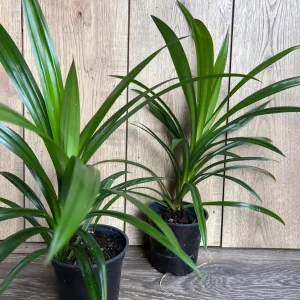 Pandan Live Plant – Culinary & Aromatic – 4 inch Pot – Indoor/Outdoor - Image 2
