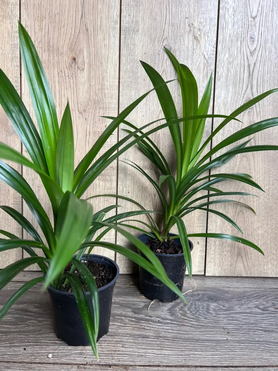 Pandan Live Plant – Culinary & Aromatic – 4 inch Pot – Indoor/Outdoor - Image 2