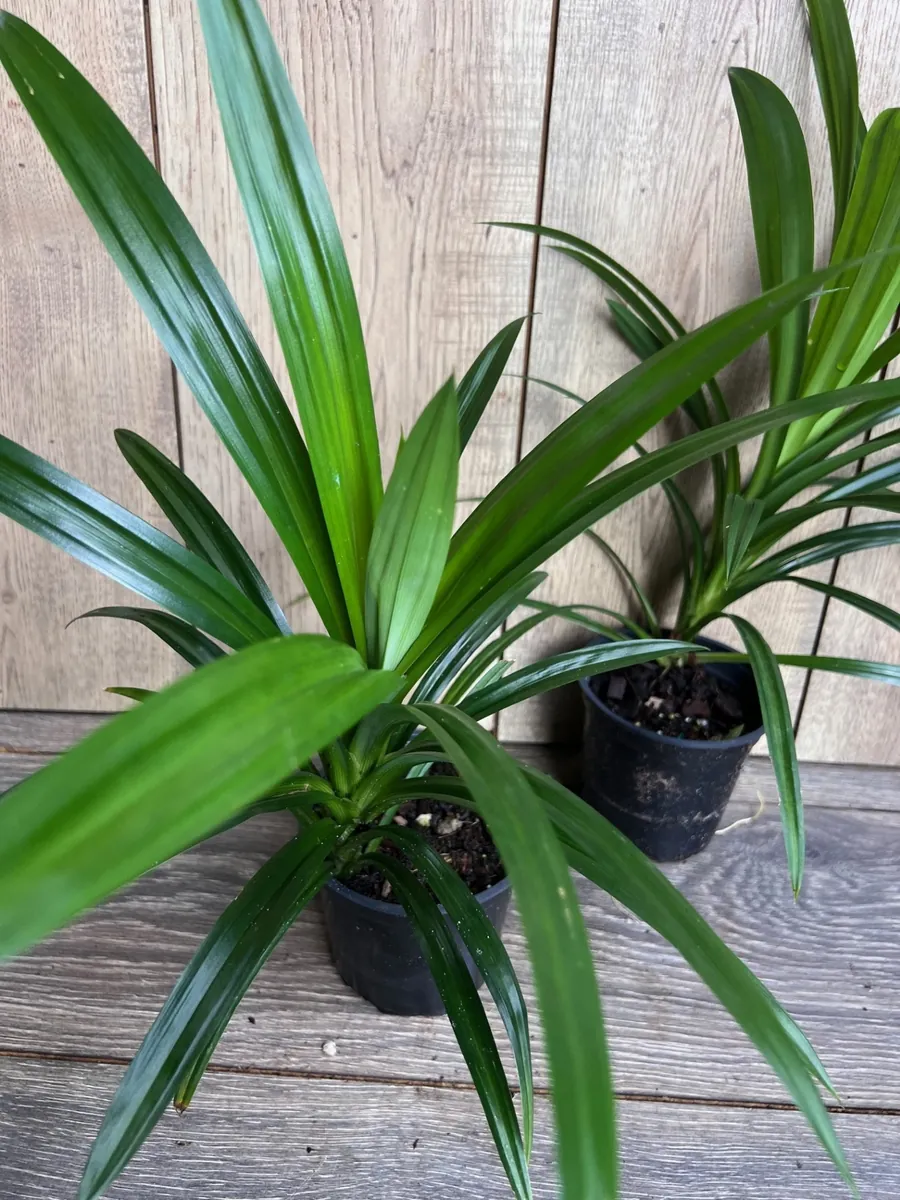 Pandan Live Plant – Culinary & Aromatic – 4 inch Pot – Indoor/Outdoor - Image 3