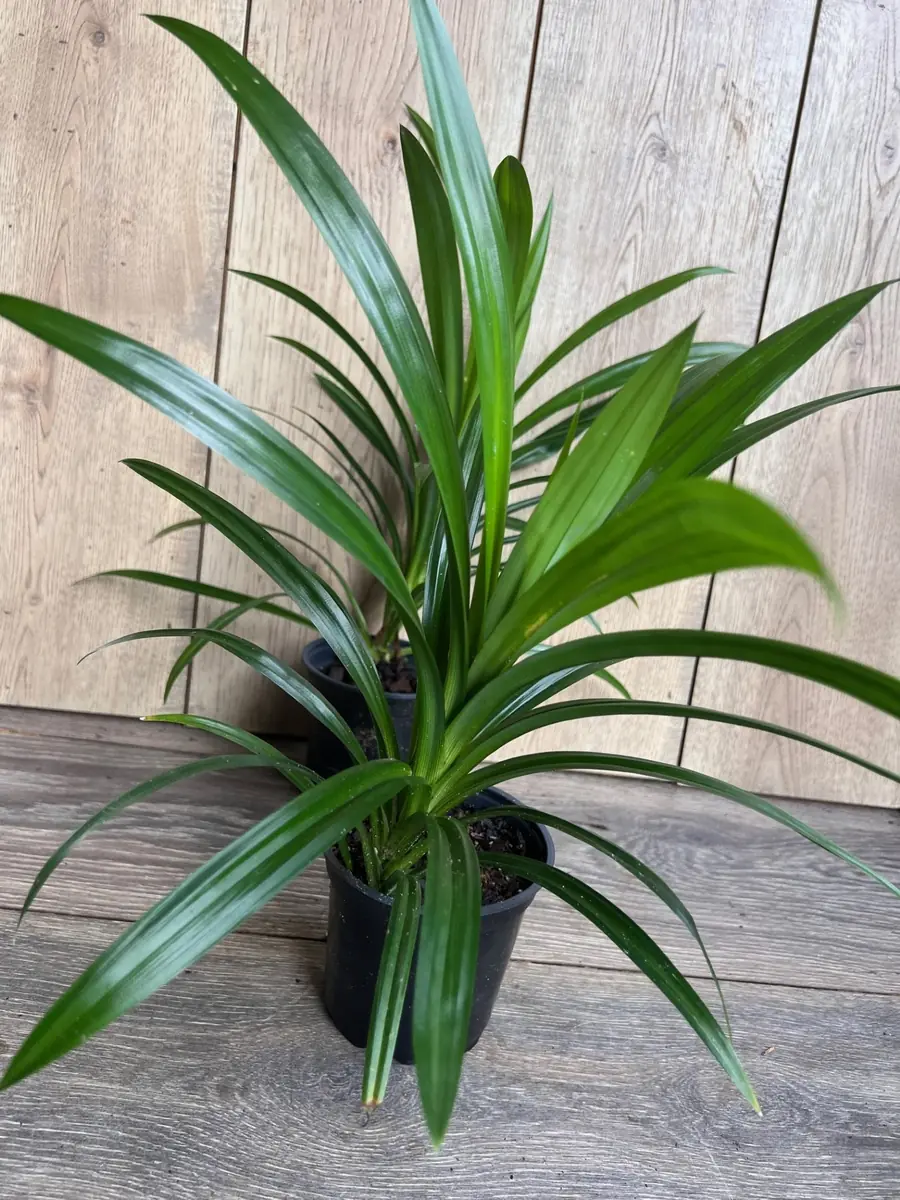 Pandan Live Plant – Culinary & Aromatic – 4 inch Pot – Indoor/Outdoor - Image 5