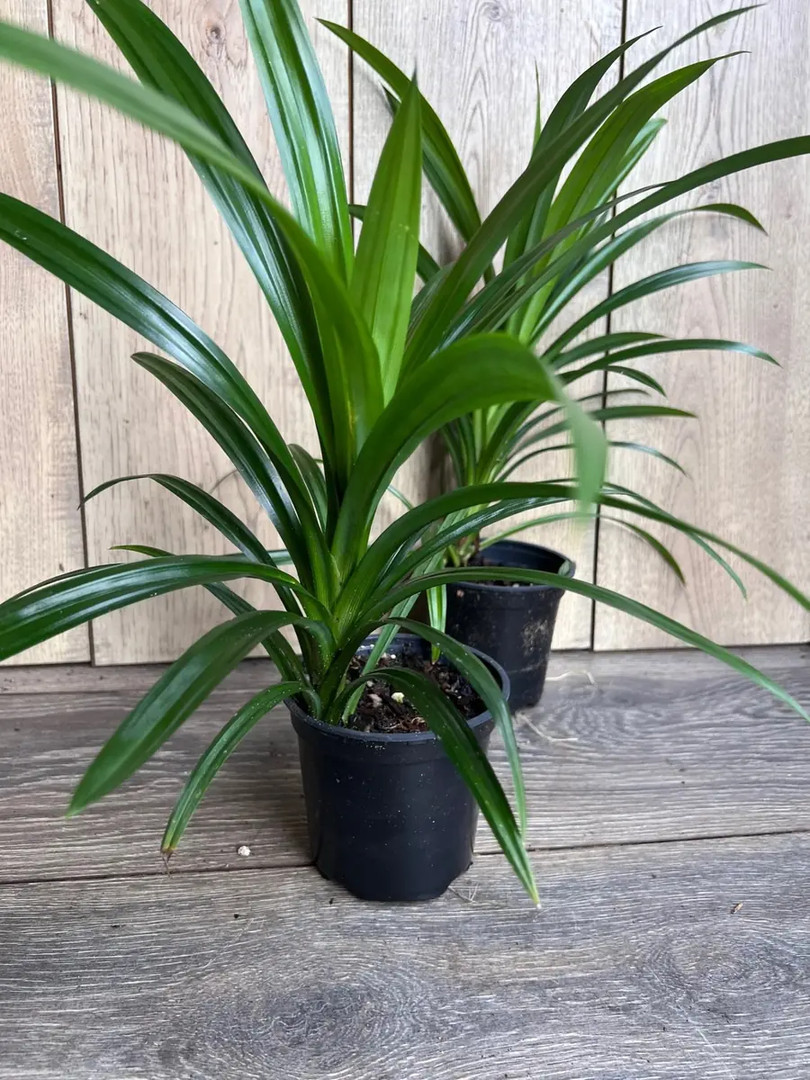 Pandan Live Plant – Culinary & Aromatic – 4 inch Pot – Indoor/Outdoor - Image 1