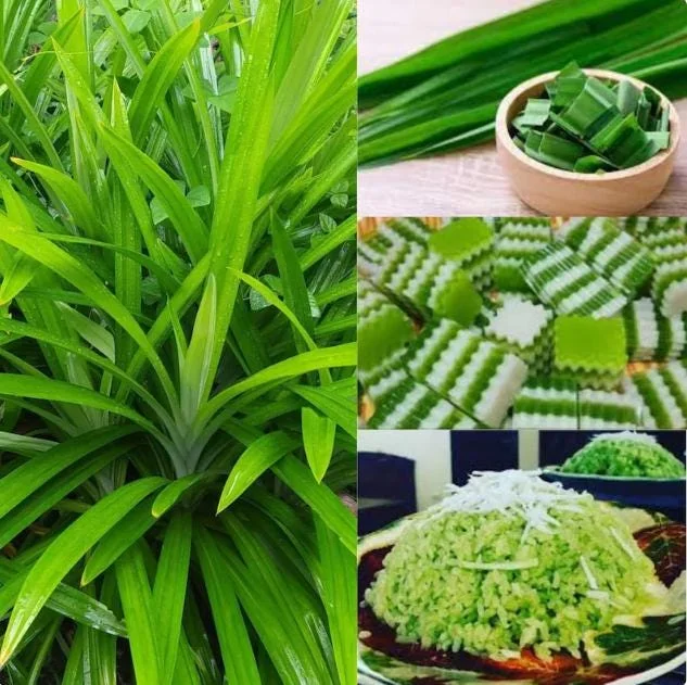 Pandan Live Plant – Fragrant Screwpine – 5-9 inches Tall – Culinary Herb – Indoor/Outdoor - Image 3