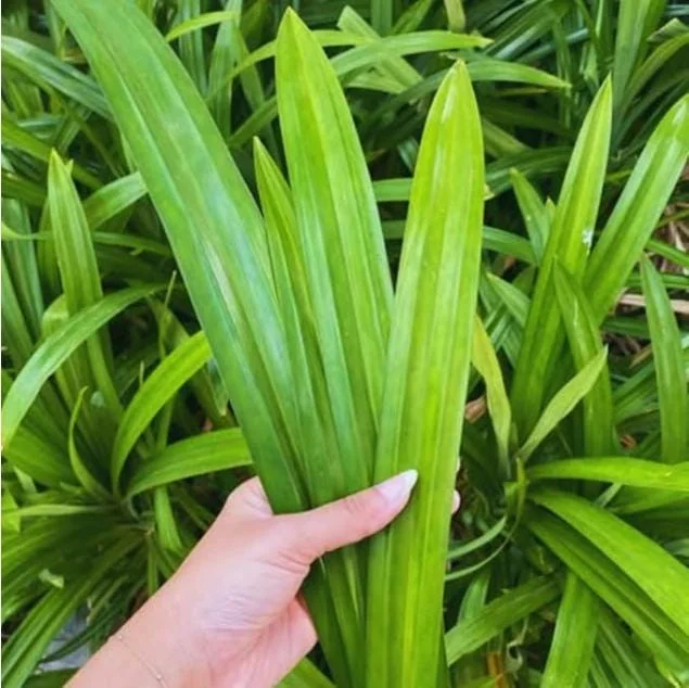Pandan Live Plant – Fragrant Screwpine – 5-9 inches Tall – Culinary Herb – Indoor/Outdoor - Image 4