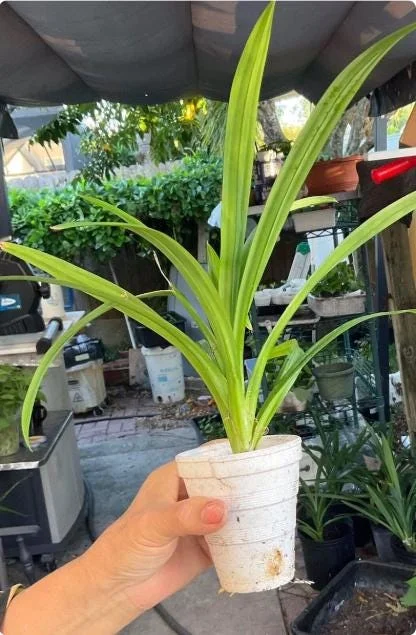 Pandan Live Plant – Fragrant Screwpine – 5-9 inches Tall – Culinary Herb – Indoor/Outdoor - Image 5