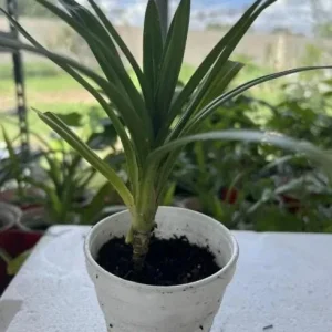 Pandan Live Plant – Fragrant Screwpine – 5-9 inches Tall – Culinary Herb – Indoor/Outdoor - Image 7