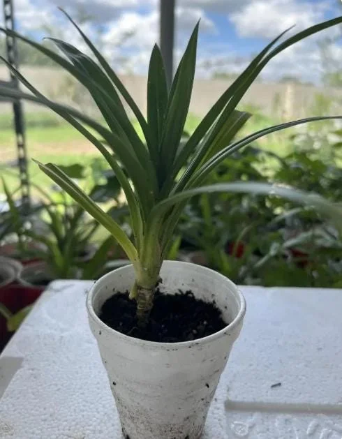 Pandan Live Plant – Fragrant Screwpine – 5-9 inches Tall – Culinary Herb – Indoor/Outdoor - Image 7