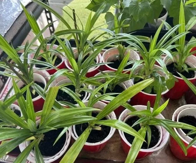 Pandan Live Plant – Fragrant Screwpine – 5-9 inches Tall – Culinary Herb – Indoor/Outdoor - Image 8