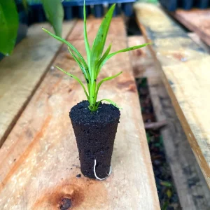 Pandan Live Plant – Pandanus Amaryllifolius – Tropical Culinary Herb 6-8 Feet Tall - Image 4