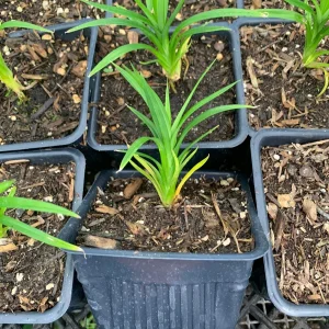 Pandan Plant Live Starter Plant – Pandanus amaryllifolius – 4 inch Pot – Indoor/Outdoor - Image 1